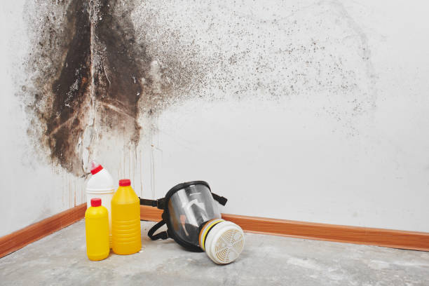 Best White Mold Remediation in Oakhurst, CA