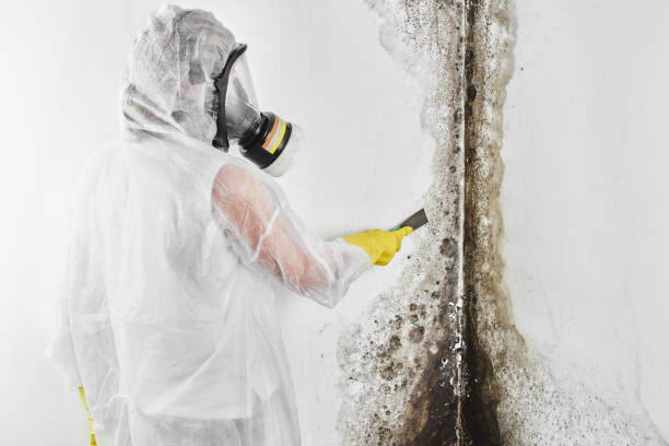 Best Health and Safety Mold Remediation in Oakhurst, CA
