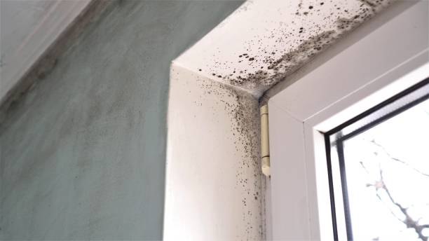 Best Basement Mold Remediation in Oakhurst, CA