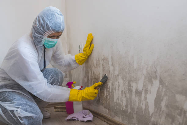 Best Bathroom Mold Remediation in Oakhurst, CA