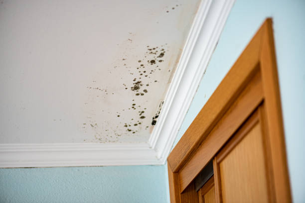 Best Commercial Mold Remediation in Oakhurst, CA
