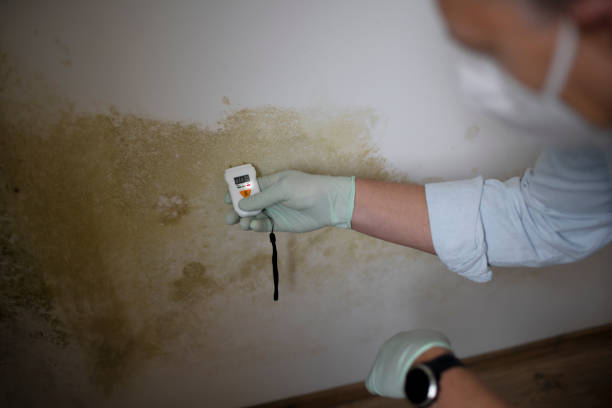 Best Commercial Mold Remediation in Oakhurst, CA