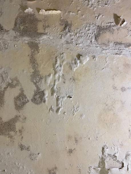 Best Crawl Space Mold Remediation in Oakhurst, CA