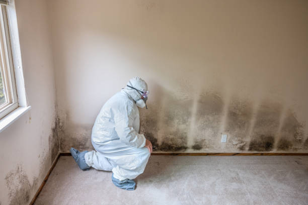 Best Emergency Mold Remediation in Oakhurst, CA