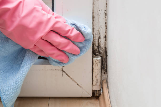 Best DIY Mold Remediation Support Services in Oakhurst, CA