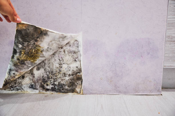 Best Attic Mold Remediation in Oakhurst, CA